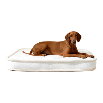 Orthopedic Dog Bed for Senior & Disabled Pets